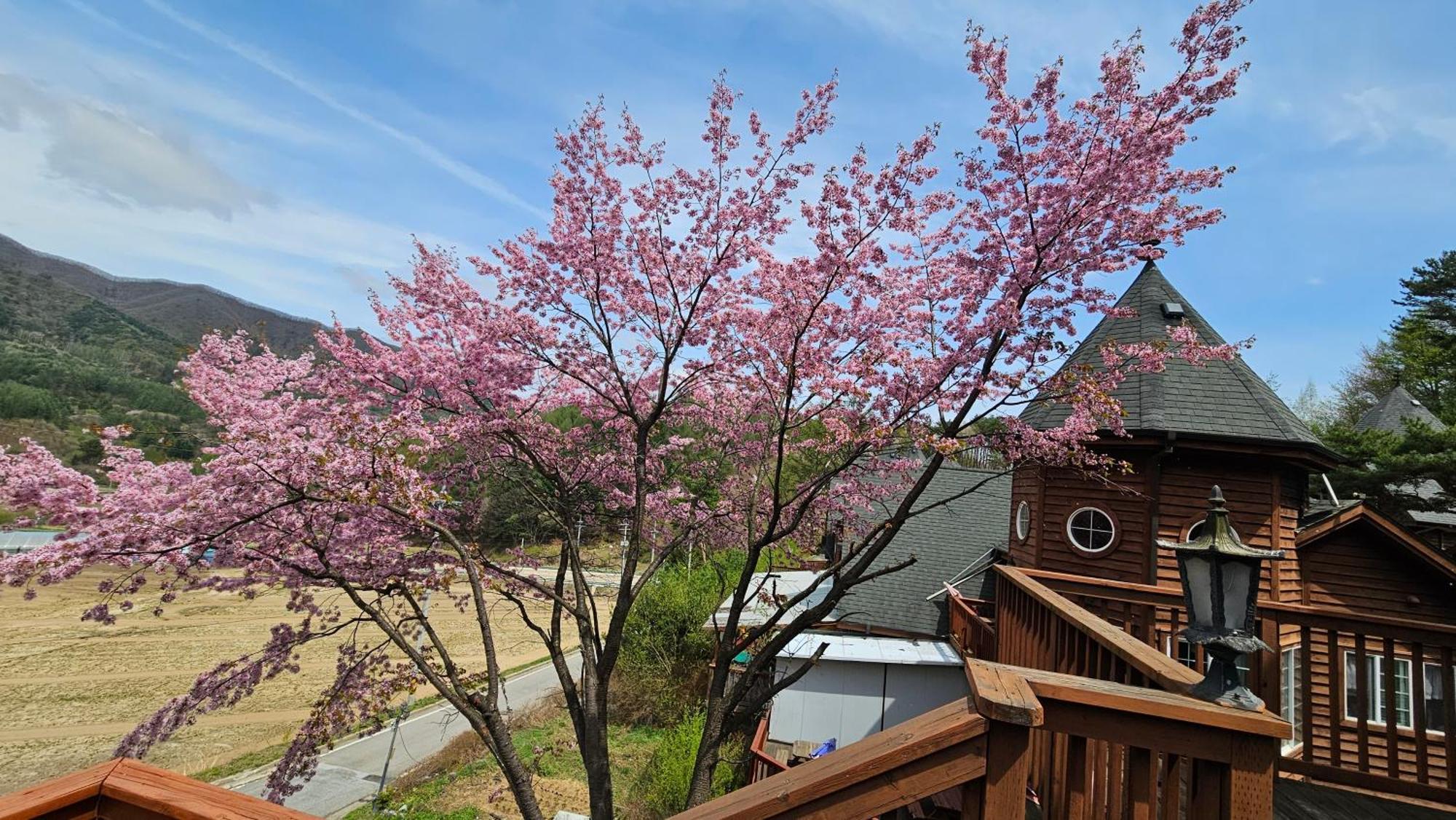 Elf Resort Hotel Pyeongchang Exteriör bild